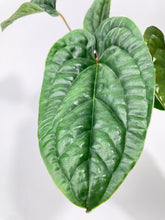 Load image into Gallery viewer, Bumble Plants - Anthurium Radicans by Bumble Plants - | Delivery near me in ... Farm2Me #url#