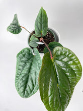 Load image into Gallery viewer, Bumble Plants - Anthurium Radicans by Bumble Plants - | Delivery near me in ... Farm2Me #url#