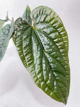 Load image into Gallery viewer, Bumble Plants - Anthurium Radicans by Bumble Plants - | Delivery near me in ... Farm2Me #url#