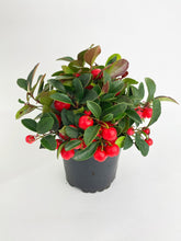 Load image into Gallery viewer, Bumble Plants - Ardisia Crenata Christmas Berry Plant by Bumble Plants - | Delivery near me in ... Farm2Me #url#
