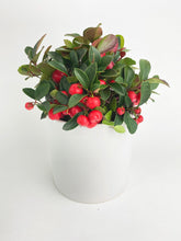 Load image into Gallery viewer, Bumble Plants - Ardisia Crenata Christmas Berry Plant by Bumble Plants - | Delivery near me in ... Farm2Me #url#
