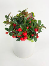 Load image into Gallery viewer, Bumble Plants - Ardisia Crenata Christmas Berry Plant by Bumble Plants - | Delivery near me in ... Farm2Me #url#