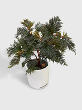Load image into Gallery viewer, Bumble Plants - Begonia Bipinnatifida by Bumble Plants - | Delivery near me in ... Farm2Me #url#