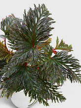 Load image into Gallery viewer, Bumble Plants - Begonia Bipinnatifida by Bumble Plants - | Delivery near me in ... Farm2Me #url#