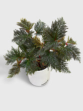 Load image into Gallery viewer, Bumble Plants - Begonia Bipinnatifida by Bumble Plants - | Delivery near me in ... Farm2Me #url#
