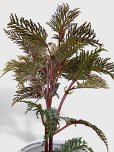 Load image into Gallery viewer, Bumble Plants - Begonia Bipinnatifida by Bumble Plants - | Delivery near me in ... Farm2Me #url#