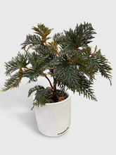 Load image into Gallery viewer, Bumble Plants - Begonia Bipinnatifida by Bumble Plants - | Delivery near me in ... Farm2Me #url#
