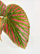 Load image into Gallery viewer, Bumble Plants - Begonia Brevirimosa Exotica by Bumble Plants - | Delivery near me in ... Farm2Me #url#