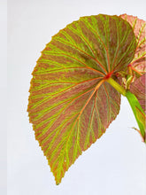 Load image into Gallery viewer, Bumble Plants - Begonia Brevirimosa Exotica by Bumble Plants - | Delivery near me in ... Farm2Me #url#