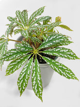 Load image into Gallery viewer, Bumble Plants - Begonia Hemsleyana Variegata (Silver Dots U404) by Bumble Plants - | Delivery near me in ... Farm2Me #url#