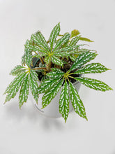 Load image into Gallery viewer, Bumble Plants - Begonia Hemsleyana Variegata (Silver Dots U404) by Bumble Plants - | Delivery near me in ... Farm2Me #url#