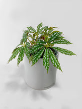 Load image into Gallery viewer, Bumble Plants - Begonia Hemsleyana Variegata (Silver Dots U404) by Bumble Plants - | Delivery near me in ... Farm2Me #url#