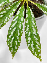 Load image into Gallery viewer, Bumble Plants - Begonia Hemsleyana Variegata (Silver Dots U404) by Bumble Plants - | Delivery near me in ... Farm2Me #url#