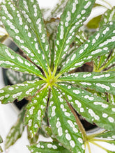 Load image into Gallery viewer, Bumble Plants - Begonia Hemsleyana Variegata (Silver Dots U404) by Bumble Plants - | Delivery near me in ... Farm2Me #url#
