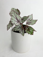 Load image into Gallery viewer, Bumble Plants - Begonia 'Ice Pop' Ideal Blue Silver by Bumble Plants - | Delivery near me in ... Farm2Me #url#