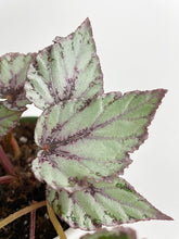 Load image into Gallery viewer, Bumble Plants - Begonia 'Ice Pop' Ideal Blue Silver by Bumble Plants - | Delivery near me in ... Farm2Me #url#