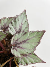 Load image into Gallery viewer, Bumble Plants - Begonia 'Ice Pop' Ideal Blue Silver by Bumble Plants - | Delivery near me in ... Farm2Me #url#