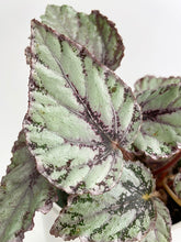 Load image into Gallery viewer, Bumble Plants - Begonia 'Ice Pop' Ideal Blue Silver by Bumble Plants - | Delivery near me in ... Farm2Me #url#