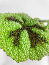 Load image into Gallery viewer, Bumble Plants - Begonia Masoniana 'Iron Cross' by Bumble Plants - | Delivery near me in ... Farm2Me #url#