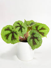 Load image into Gallery viewer, Bumble Plants - Begonia Masoniana 'Iron Cross' by Bumble Plants - | Delivery near me in ... Farm2Me #url#