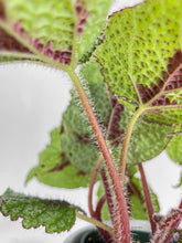 Load image into Gallery viewer, Bumble Plants - Begonia Masoniana 'Iron Cross' by Bumble Plants - | Delivery near me in ... Farm2Me #url#