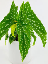 Load image into Gallery viewer, Bumble Plants - Begonia Polka Dot Angel Wings by Bumble Plants - | Delivery near me in ... Farm2Me #url#