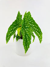 Load image into Gallery viewer, Bumble Plants - Begonia Polka Dot Angel Wings by Bumble Plants - | Delivery near me in ... Farm2Me #url#