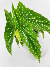 Load image into Gallery viewer, Bumble Plants - Begonia Polka Dot Angel Wings by Bumble Plants - | Delivery near me in ... Farm2Me #url#