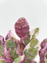 Load image into Gallery viewer, Bumble Plants - 'Snow White' Waffle Plant Hemigraphis Alternata by Bumble Plants - | Delivery near me in ... Farm2Me #url#
