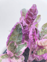 Load image into Gallery viewer, Bumble Plants - 'Snow White' Waffle Plant Hemigraphis Alternata by Bumble Plants - | Delivery near me in ... Farm2Me #url#