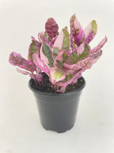 Load image into Gallery viewer, Bumble Plants - 'Snow White' Waffle Plant Hemigraphis Alternata by Bumble Plants - | Delivery near me in ... Farm2Me #url#