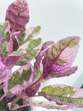 Load image into Gallery viewer, Bumble Plants - 'Snow White' Waffle Plant Hemigraphis Alternata by Bumble Plants - | Delivery near me in ... Farm2Me #url#
