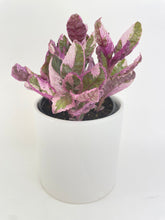 Load image into Gallery viewer, Bumble Plants - 'Snow White' Waffle Plant Hemigraphis Alternata by Bumble Plants - | Delivery near me in ... Farm2Me #url#
