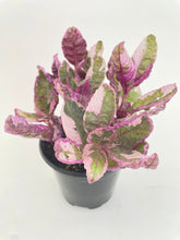 Load image into Gallery viewer, Bumble Plants - 'Snow White' Waffle Plant Hemigraphis Alternata by Bumble Plants - | Delivery near me in ... Farm2Me #url#