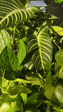 Load image into Gallery viewer, Elm Dirt - Kelp Mist by Elm Dirt - Farm2Me - carro-6361693 - -
