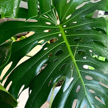 Load image into Gallery viewer, Elm Dirt - Plant Perfection by Elm Dirt - Farm2Me - carro-6361668 - 692278408116 -