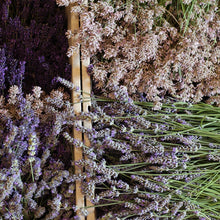 Load image into Gallery viewer, Girl Meets Dirt - Girl Meets Dirt Lemon Lavender Shrub - Shrubs | Delivery near me in ... Farm2Me #url#