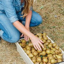 Load image into Gallery viewer, Girl Meets Dirt - Girl Meets Dirt Orange Peppered Pear Spoon Preserves - Spoon Preserves | Delivery near me in ... Farm2Me #url#