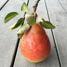 Load image into Gallery viewer, Girl Meets Dirt - Girl Meets Dirt Orcas Pear w/ Bay Spoon Preserves - Spoon Preserves | Delivery near me in ... Farm2Me #url#