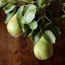 Load image into Gallery viewer, Girl Meets Dirt - Girl Meets Dirt Pear Balsamic Spoon Preserves - Spoon Preserves | Delivery near me in ... Farm2Me #url#