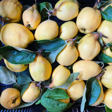 Load image into Gallery viewer, Girl Meets Dirt - Girl Meets Dirt Quince Cutting Preserves - Cutting Preserves | Delivery near me in ... Farm2Me #url#