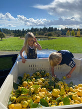 Load image into Gallery viewer, Girl Meets Dirt - Girl Meets Dirt Quince Marmalade Spoon Preserves - Spoon Preserves | Delivery near me in ... Farm2Me #url#