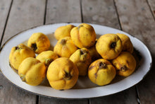 Load image into Gallery viewer, Girl Meets Dirt - Girl Meets Dirt Quince Shrub - Shrubs | Delivery near me in ... Farm2Me #url#