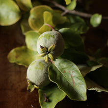 Load image into Gallery viewer, Girl Meets Dirt - Girl Meets Dirt Quince Shrub - Shrubs | Delivery near me in ... Farm2Me #url#