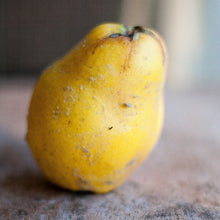 Load image into Gallery viewer, Girl Meets Dirt - Girl Meets Dirt Quince Shrub - Shrubs | Delivery near me in ... Farm2Me #url#