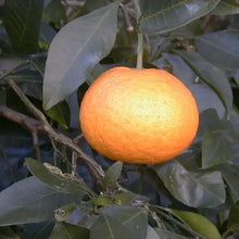 Load image into Gallery viewer, Girl Meets Dirt - Kankitsu Labo Candied Japanese Citrus Peels - Smallwares | Delivery near me in ... Farm2Me #url#