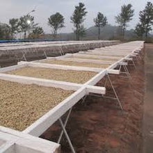 Load image into Gallery viewer, Kaveri Coffee - Bright - Kerkeicoondah | Medium-Light Roast (Whole Beans) Bags - 6 bags x 12oz - Beverage | Delivery near me in ... Farm2Me #url#