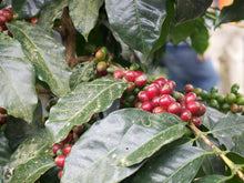 Load image into Gallery viewer, Nossa Familia Coffee - Augusta's Organic Breakfast by Nossa Familia Coffee - | Delivery near me in ... Farm2Me #url#