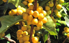 Load image into Gallery viewer, Nossa Familia Coffee - Brazil Decaf by Nossa Familia Coffee - | Delivery near me in ... Farm2Me #url#