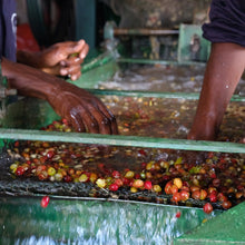 Load image into Gallery viewer, Nossa Familia Coffee - Ethiopia - Demeka Becha by Nossa Familia Coffee - | Delivery near me in ... Farm2Me #url#